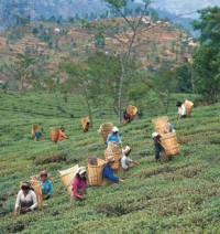 عاملات الشاي يقطفن  اوراق الشاي في منطقة دارجيلينغ في ولاية بنغال الغربية 